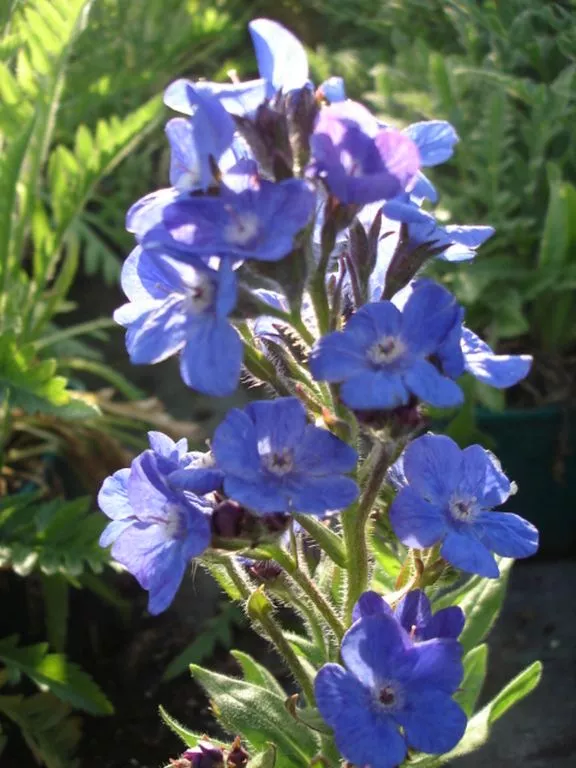 Anchusa azurea 'Loddon Royalist'