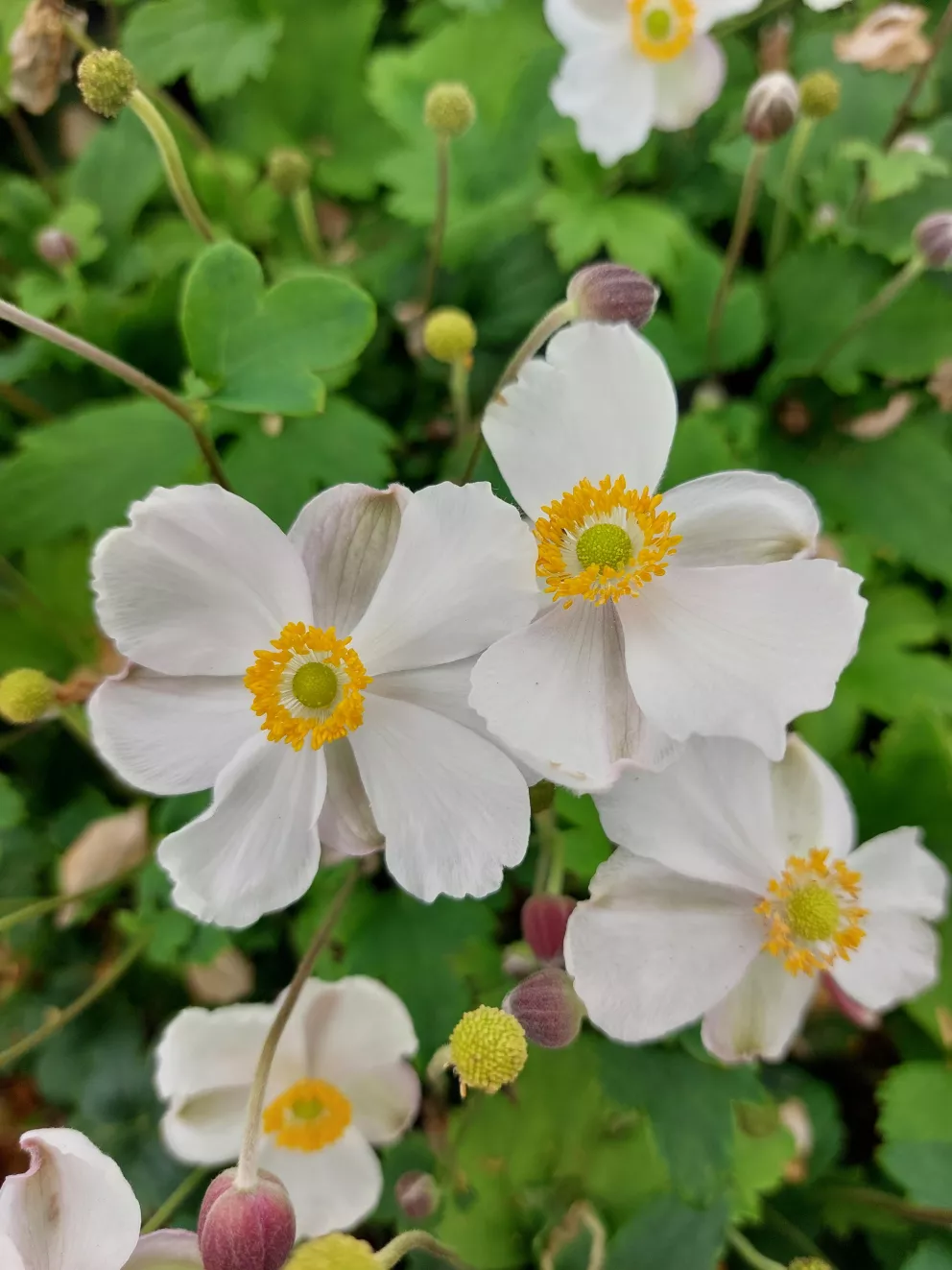 Anemone hupehensis 'Elsa' (PBR)