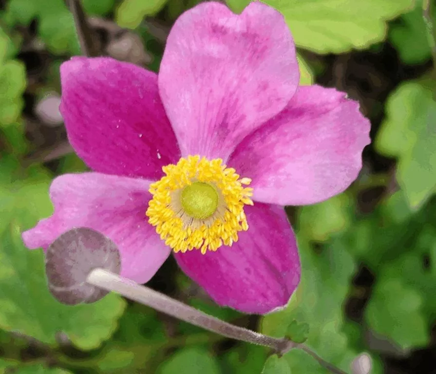 Anemone hupehensis 'Splendens'