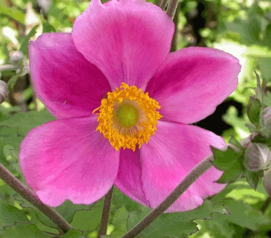 Anemone hybride 'Rotkäppchen'