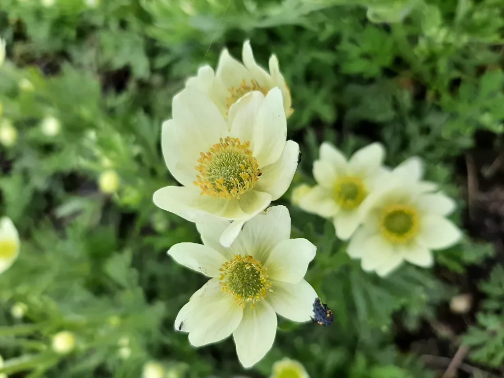Anemone multifida 'Annabella White'