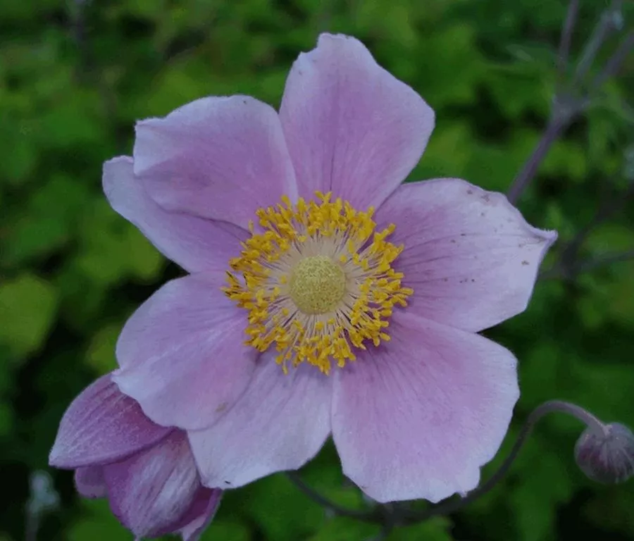 Anemone tomentosa 'Robustissima'