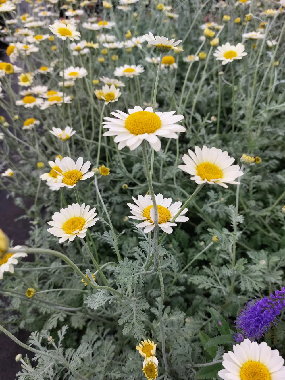 Anthemis hybride 'Susanna Mitchell'
