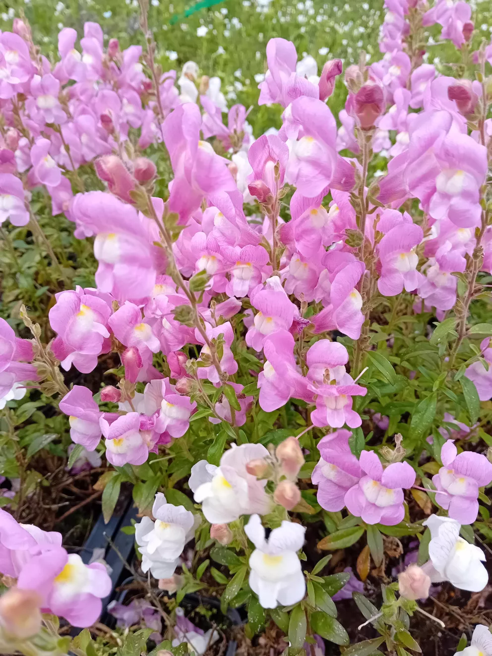 Antirrhinum majus 'Oh Thats Cute'