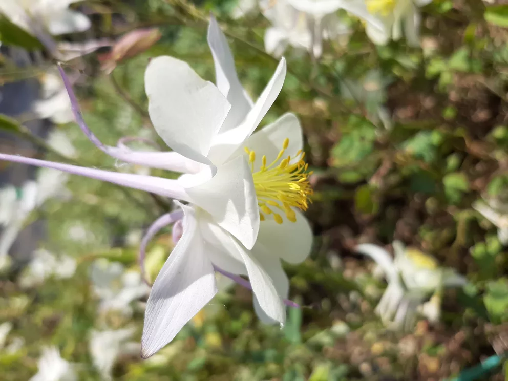 Aquilegia hybride 'Kristall'