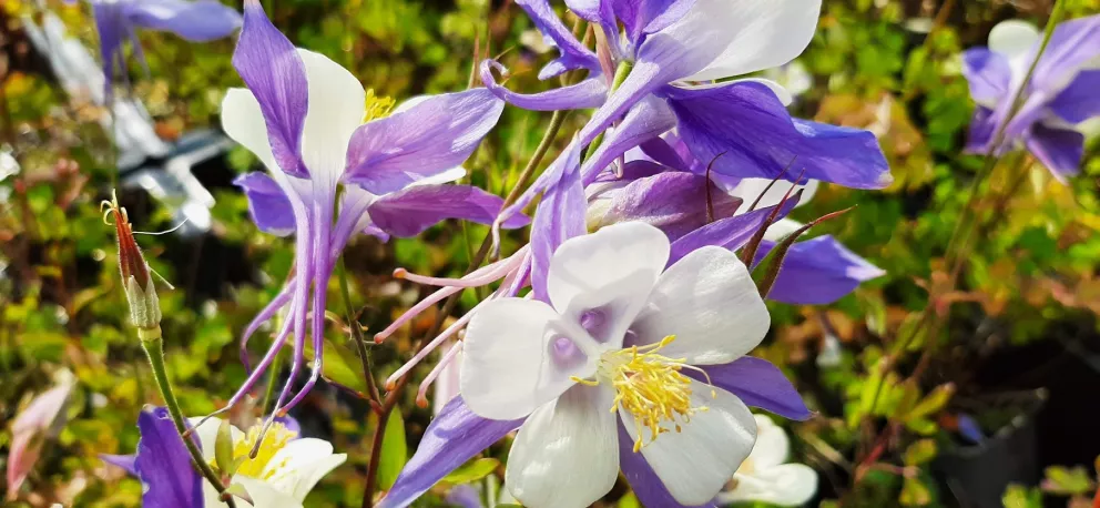 Aquilegia hybride 'Blue Star'