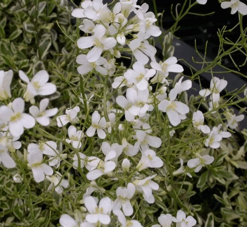 Arabis ferdinandi-coburgii 'Variegata'