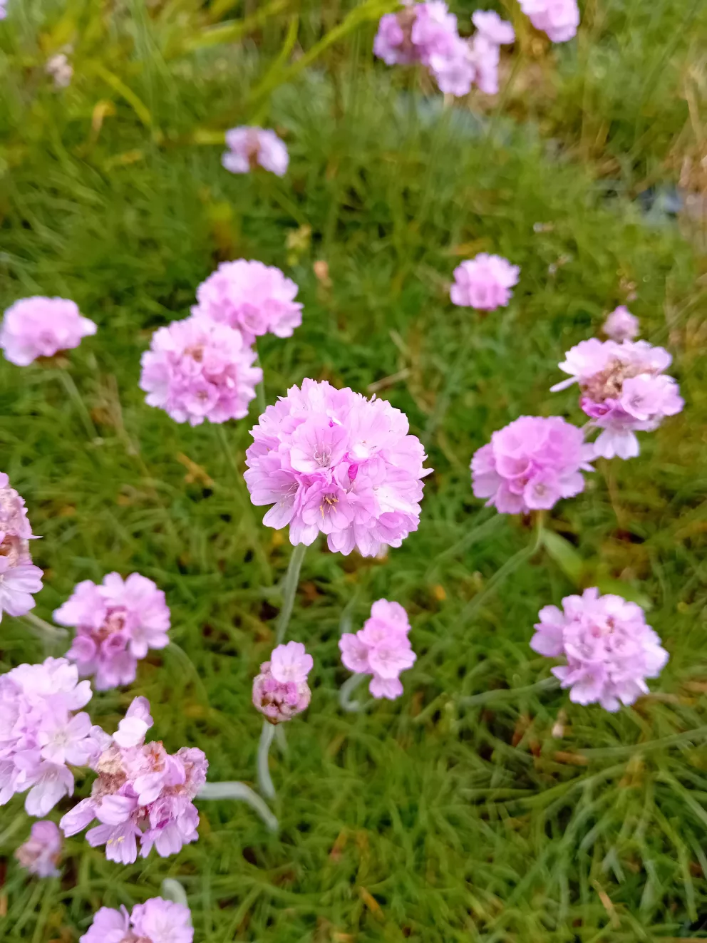 Armeria maritima 'Schöne von Felbach'