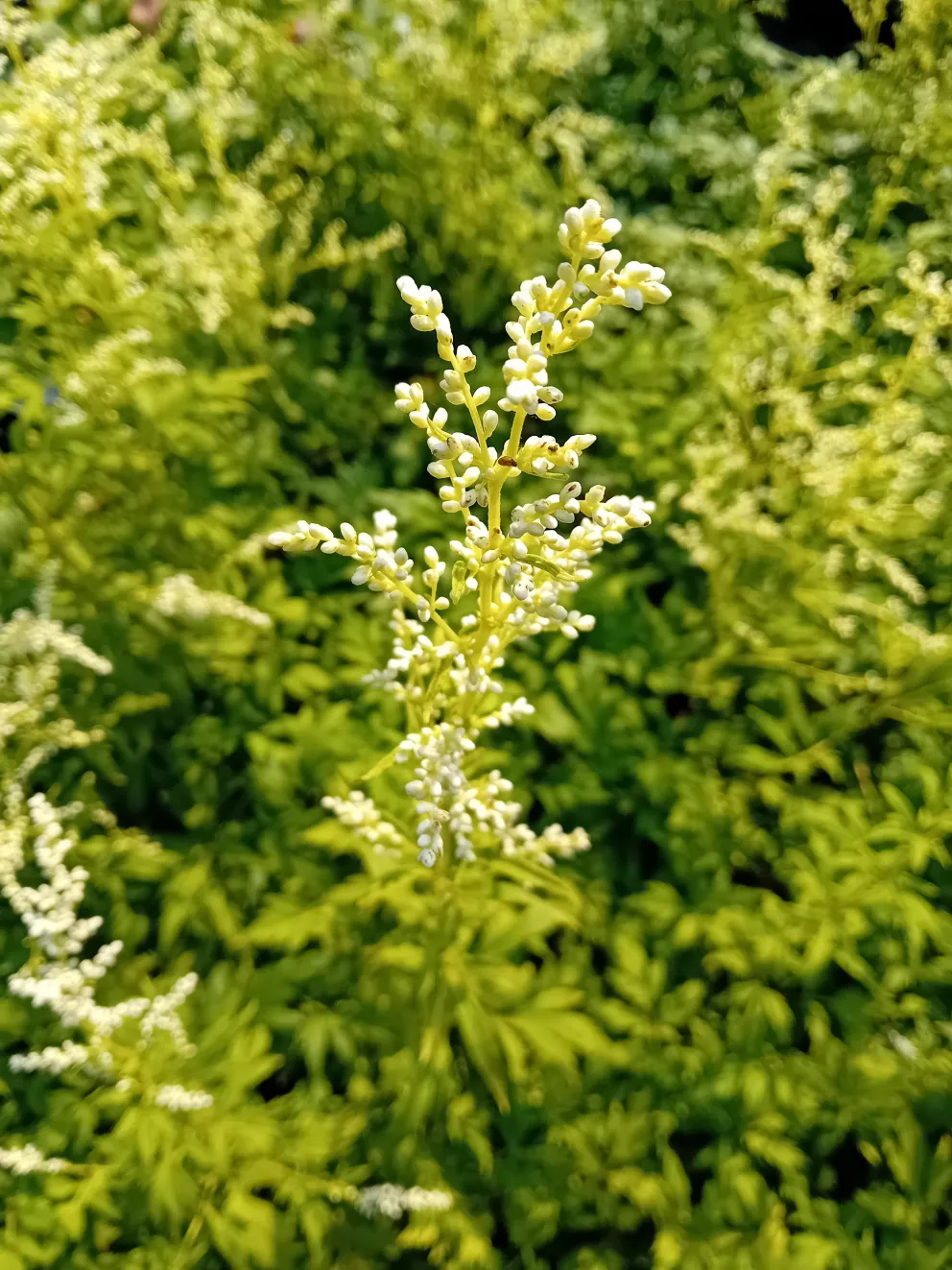 Artemisia lactiflora