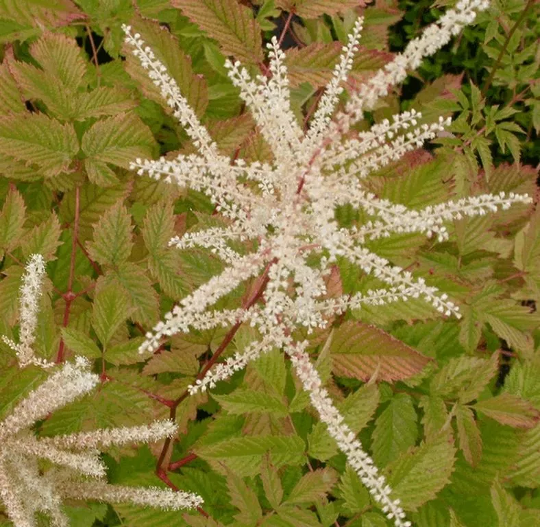 Aruncus dioicus
