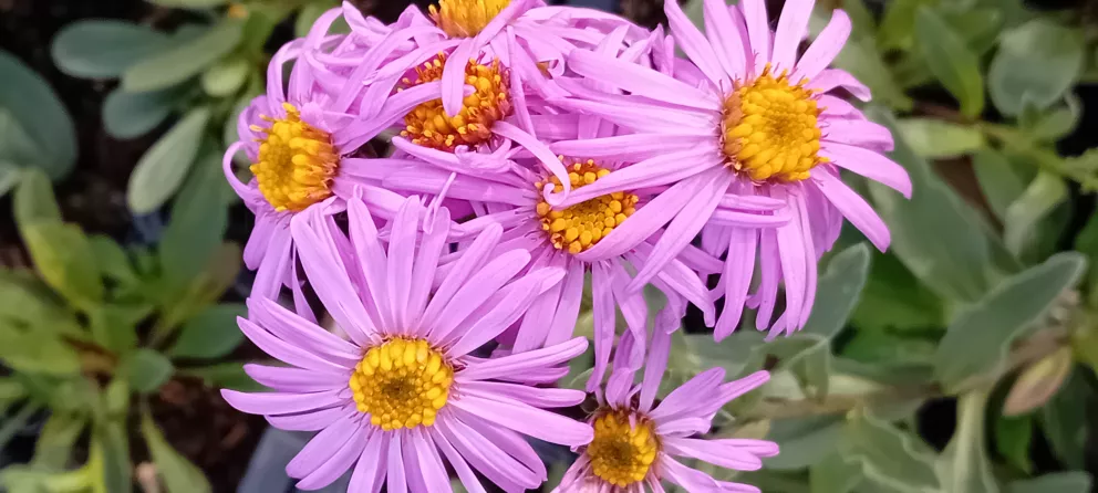 Aster amellus 'Sonia'