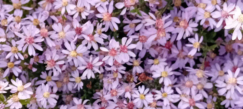 Aster cordifolius 'Ideal'