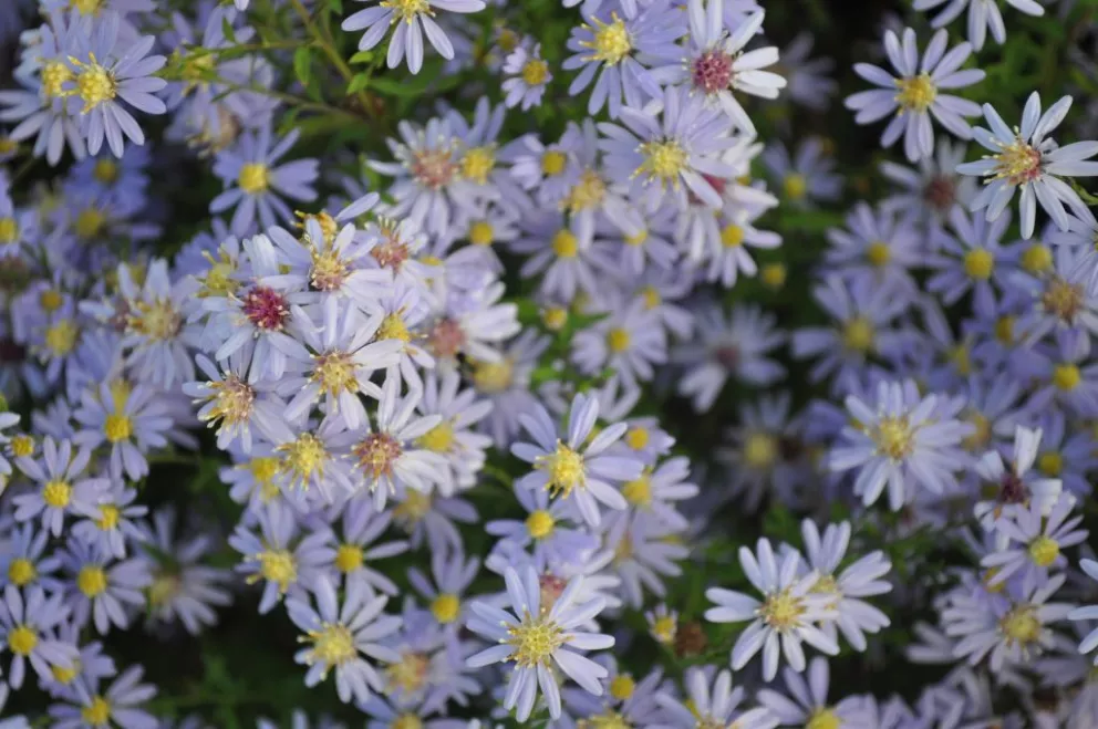 Aster cordifolius 'Photograph'