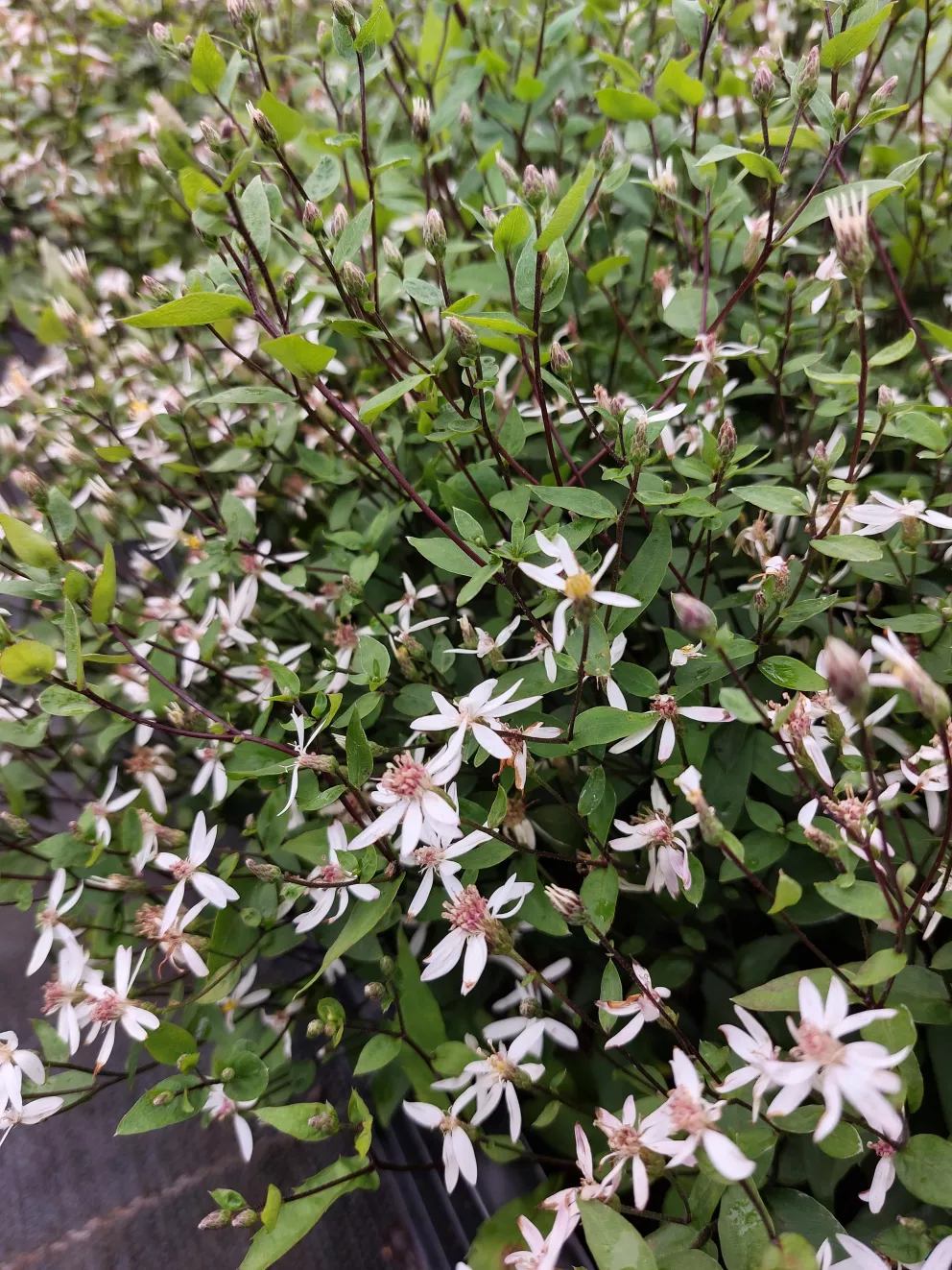 Aster divaricatus 'Beth Chatto'