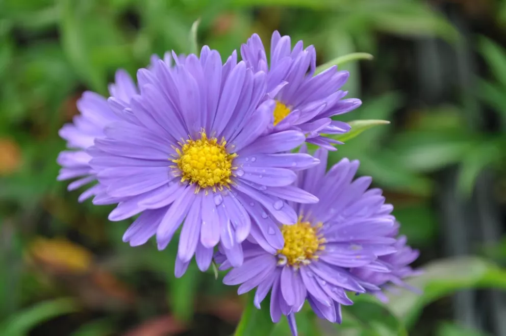 Aster dumosus 'Augenweide'
