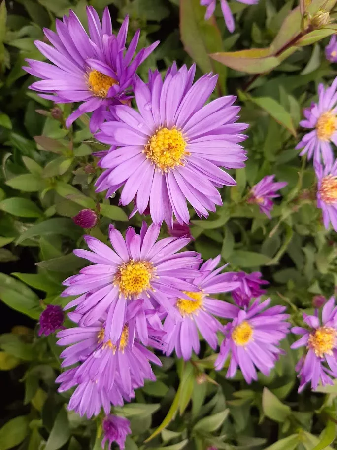 Aster dumosus 'Barbados'