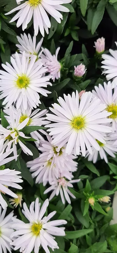 Aster dumosus 'Kristina'