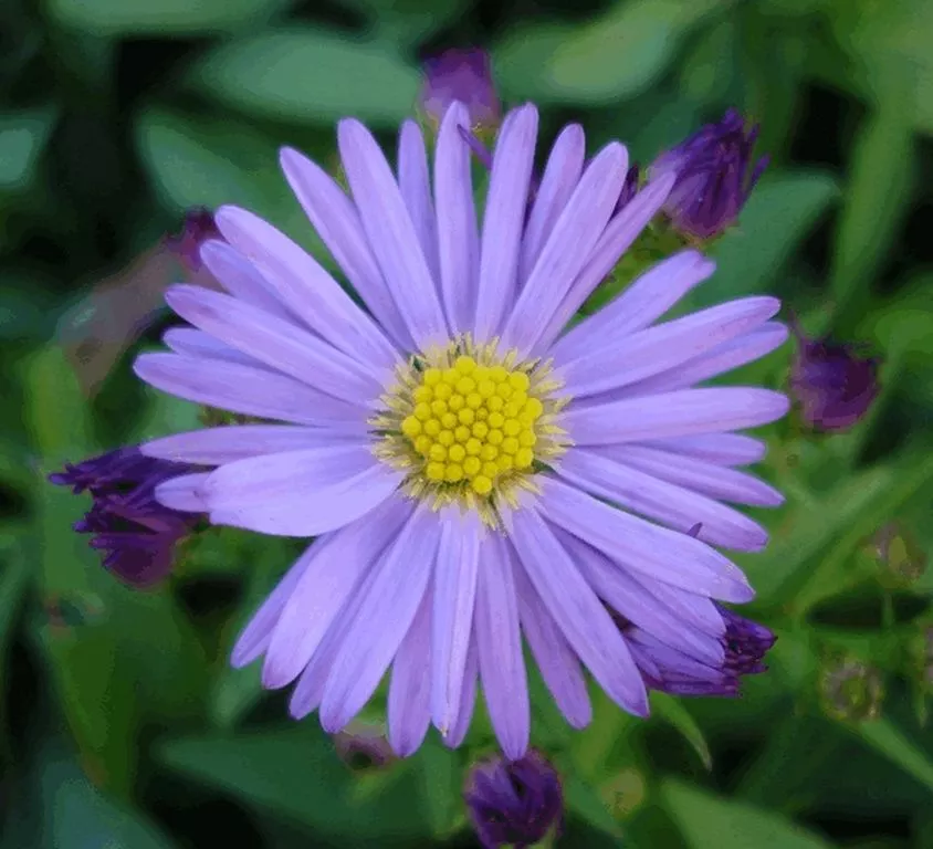 Aster dumosus 'Prof. Anton Kippenberg'