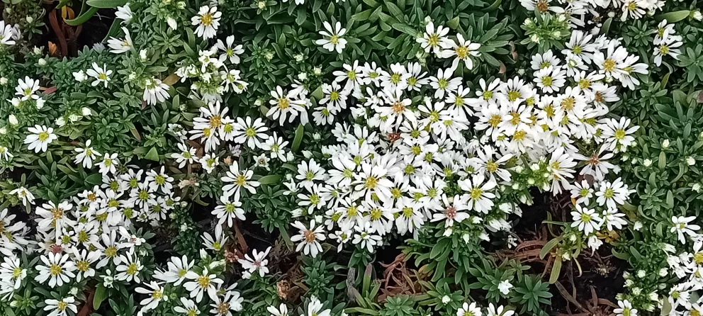 Aster ericoïdes 'Snowflurry'