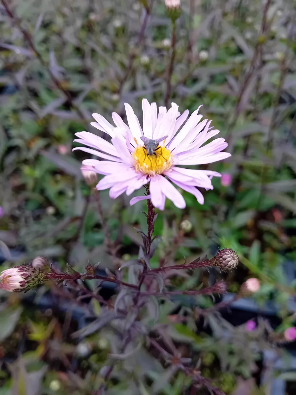 Aster hybride 'Glow in the Dark'