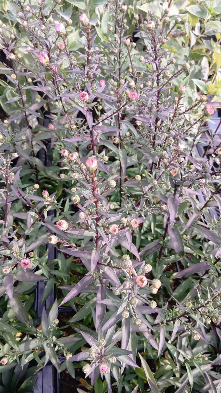 Aster laevis 'Candy on Purple'