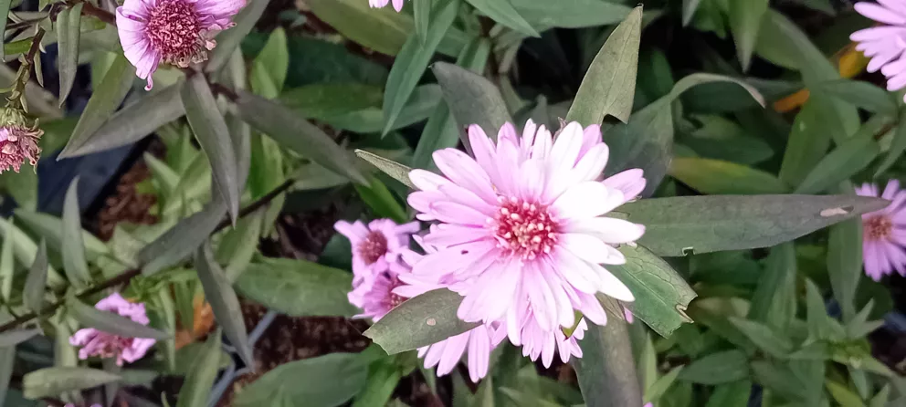 Aster laevis 'Candy on Purple'
