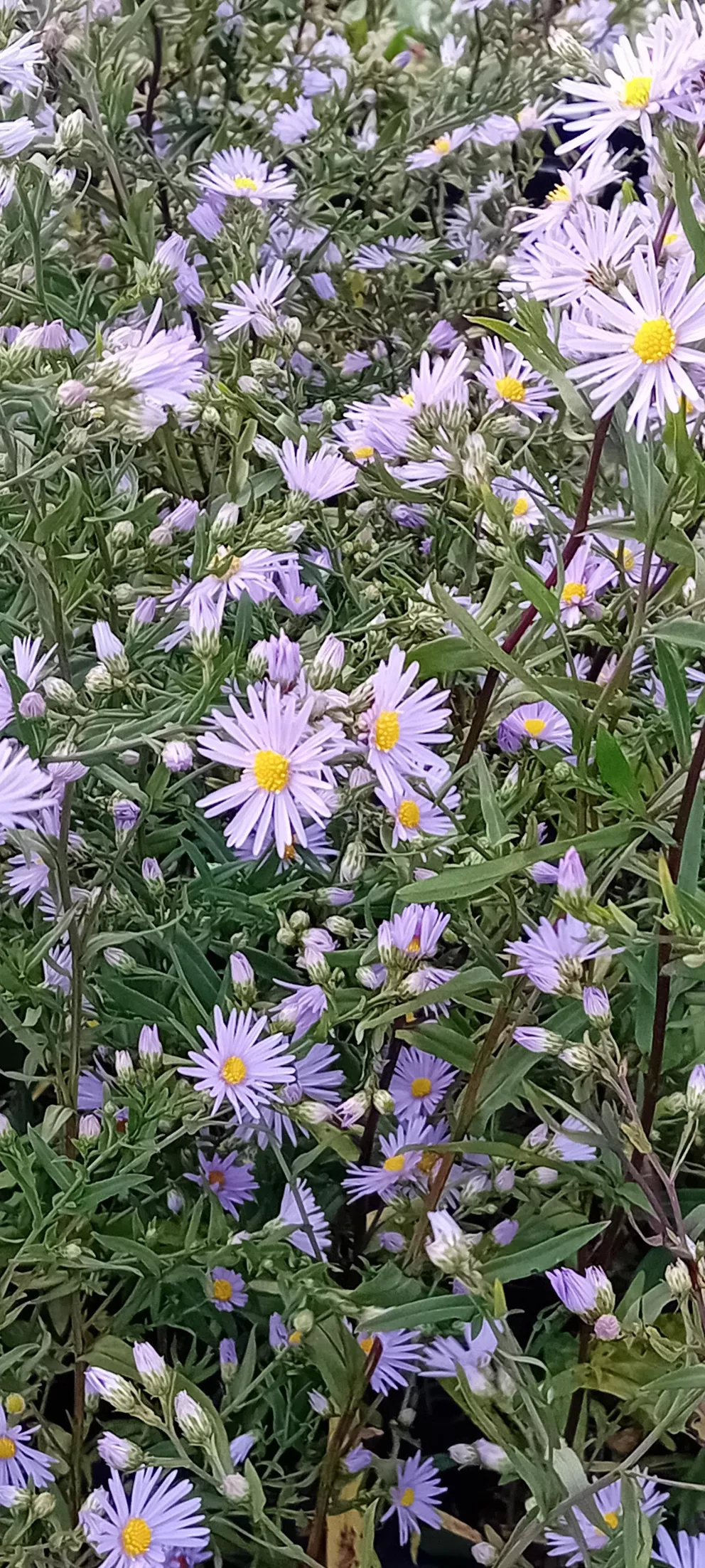 Aster laevis 'Novemberblau'