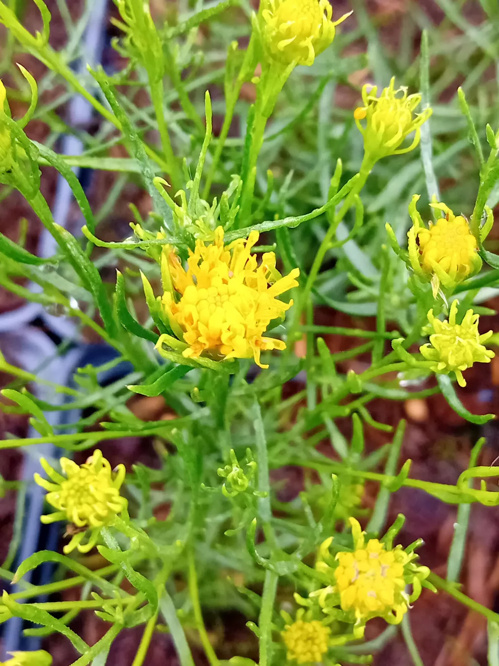 Aster linosyris
