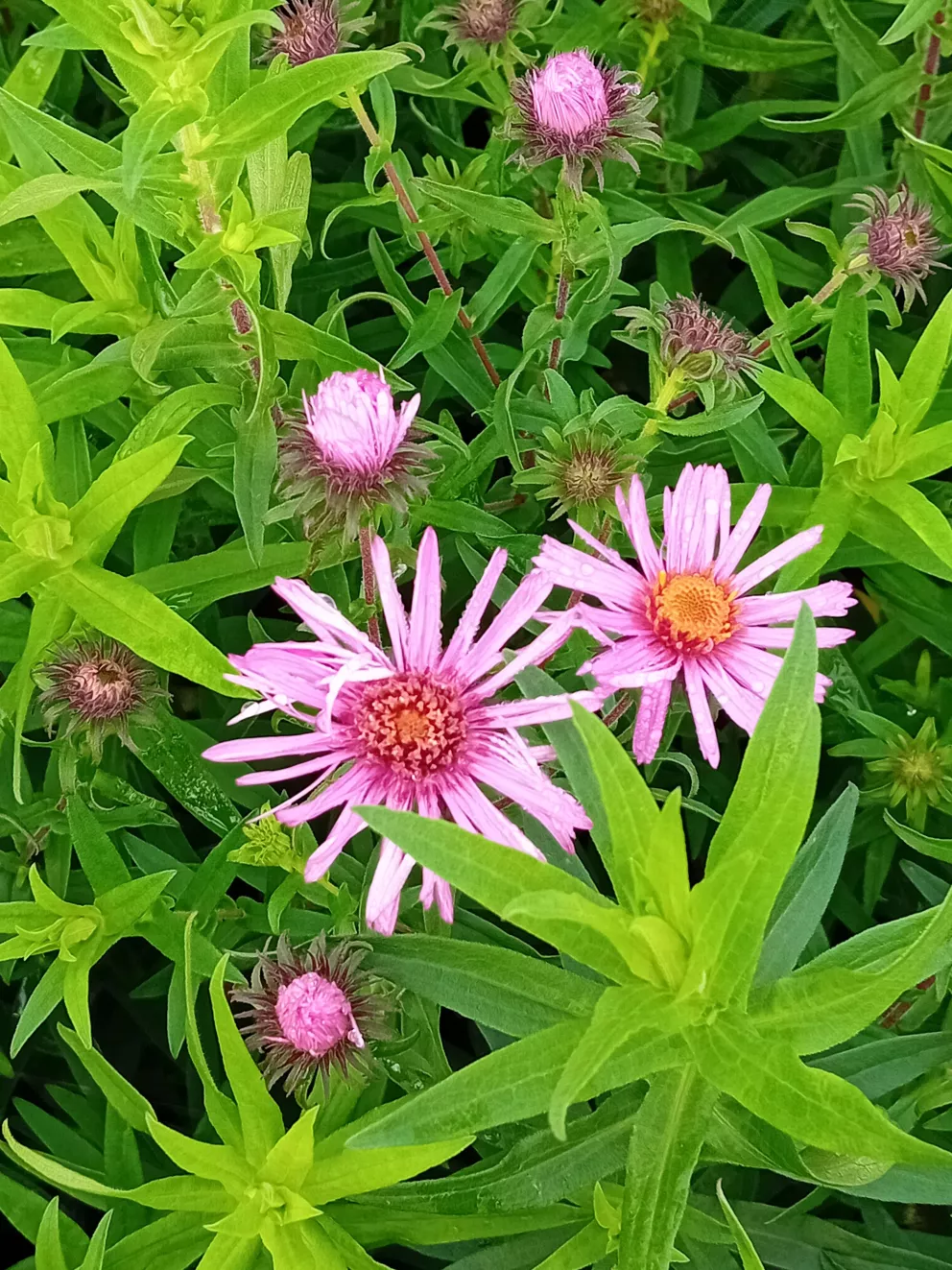 Aster novae-angliae 'Barr's Pink'