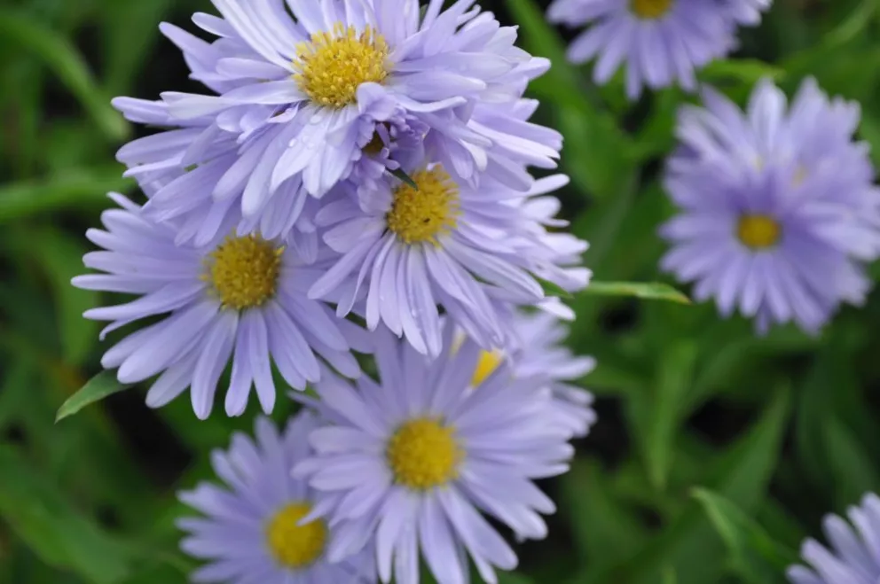Aster novi belgii 'Plenty'