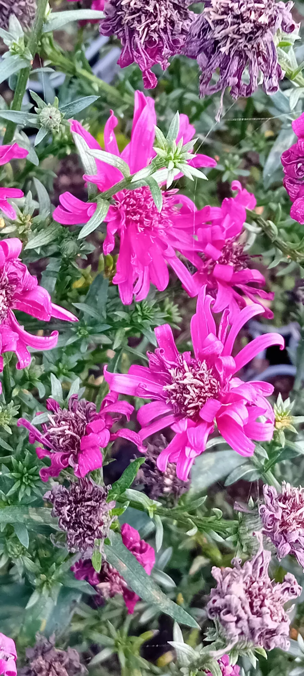 Aster n.belg. 'Royal Ruby'