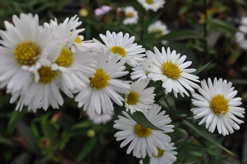 Aster novi belgii 'White Ladies'