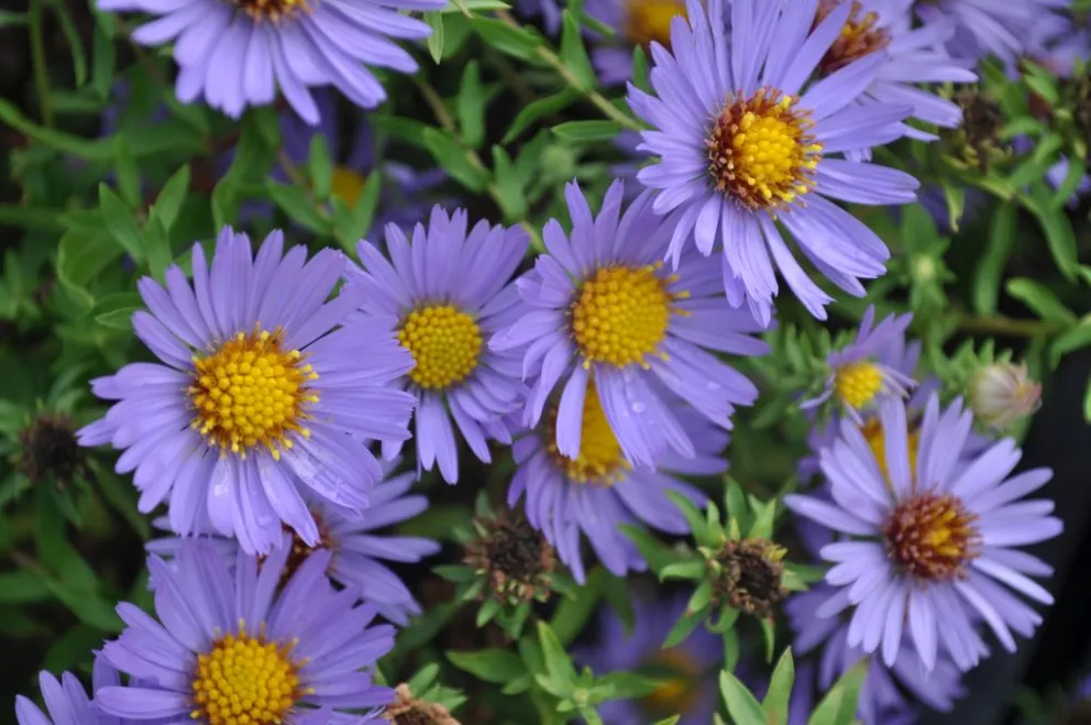 Aster oblongifolius 'October Skies'