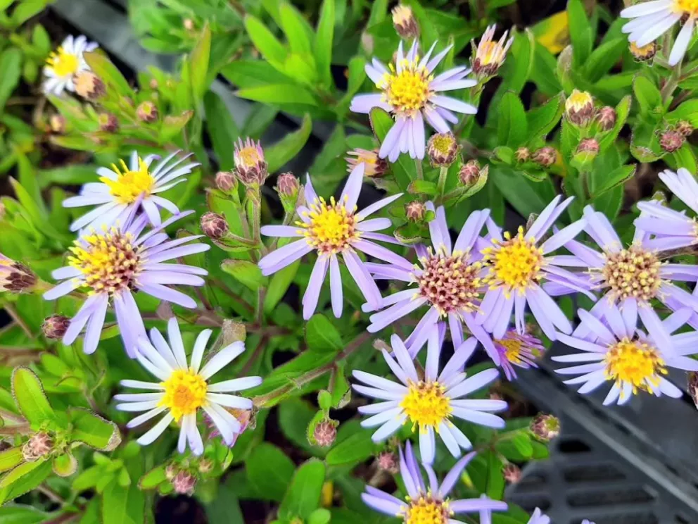 Aster sedifolius 'Nanus'
