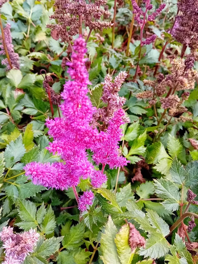 Astilbe chinensis 'Vision in Red' (PBR)