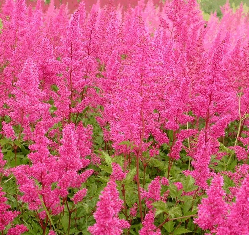 Astilbe japonica 'Bremen'