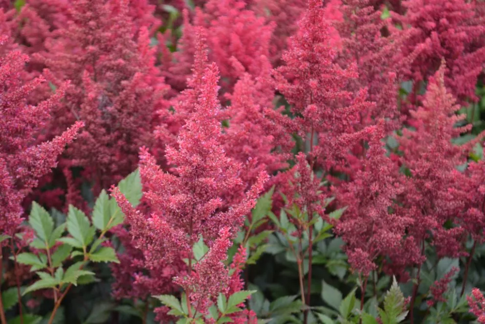 Astilbe japonica 'Montgomery'