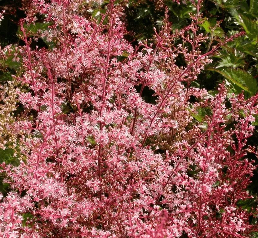 Astilbe simplicifolia 'Inshriach Pink'