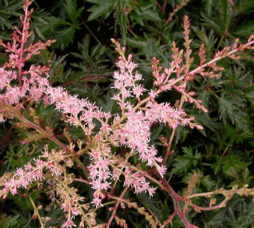 Astilbe simpliciflolia 'Sprite'