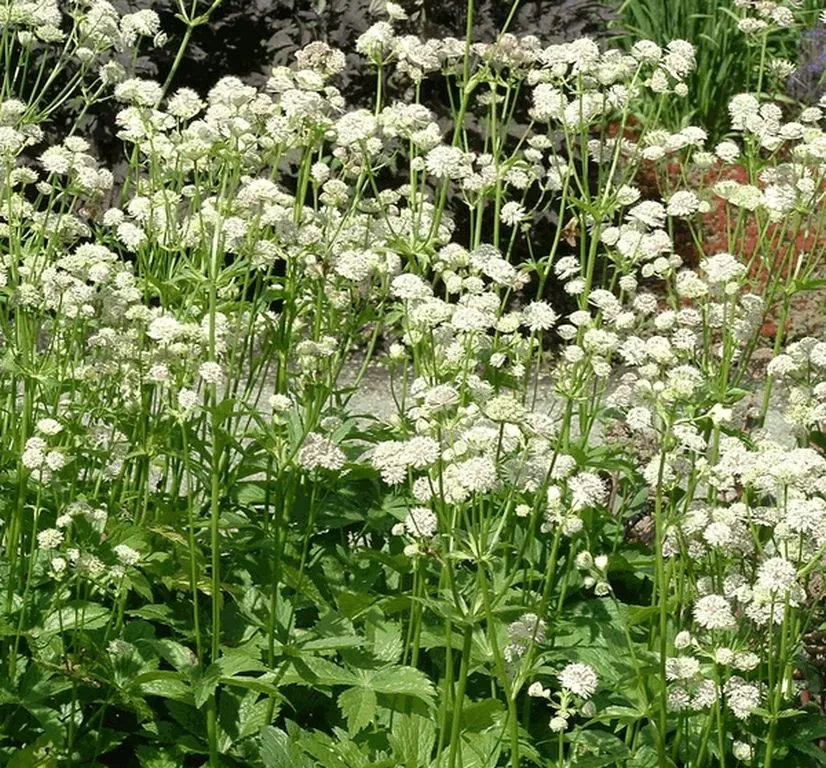 Astrantia major 'Alba'