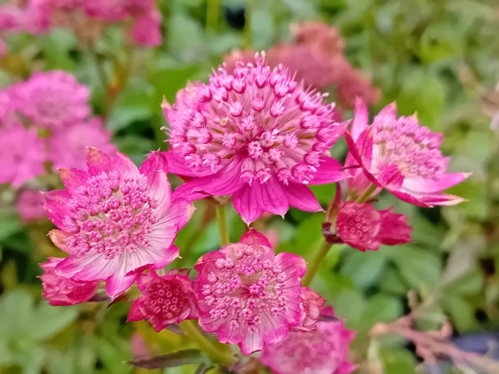 Astrantia major 'Cerise Button' ®