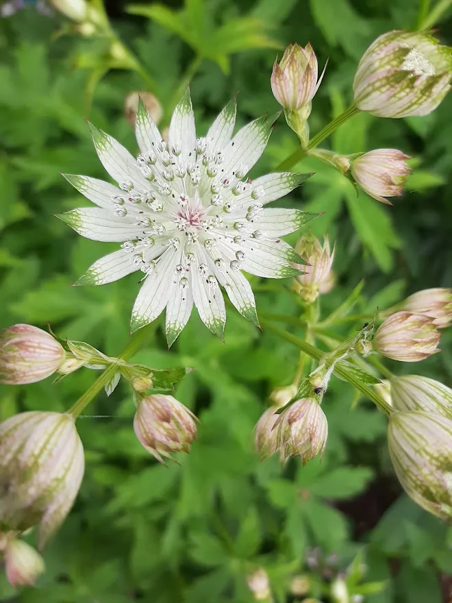 Astrantia major 'Shaggy'