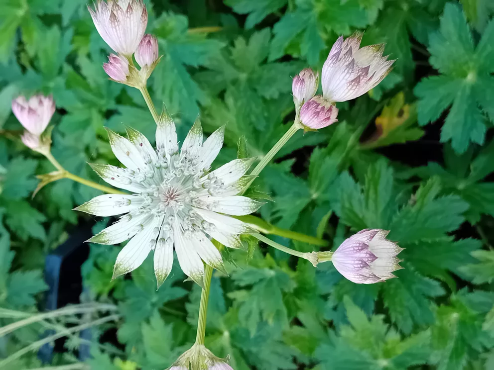 Astrantia major 'Snow Queen'