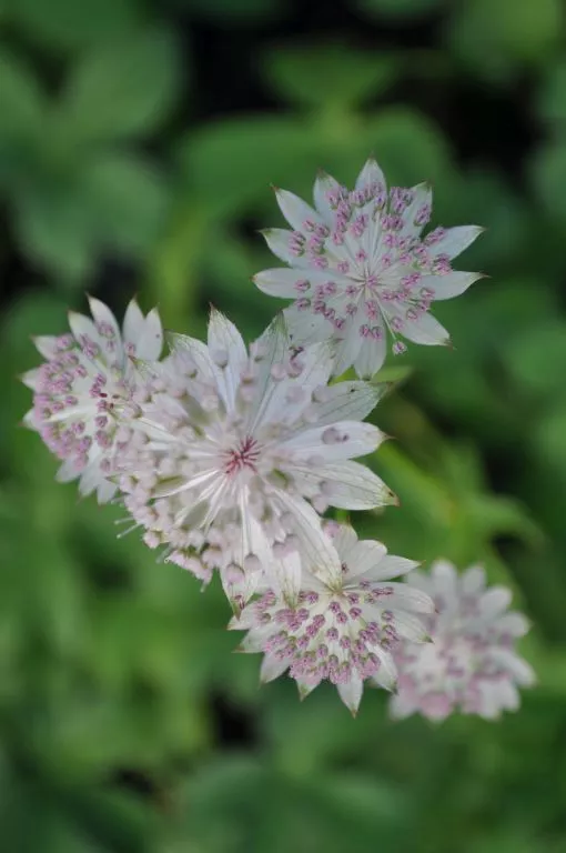 Astrantia major 'Snow Star' (PBR)