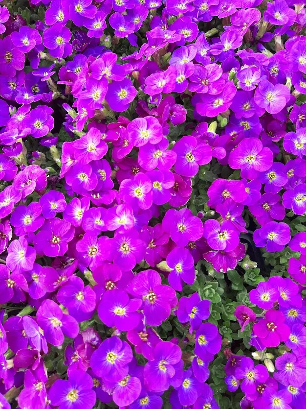 Aubrieta hybride 'Kitte'