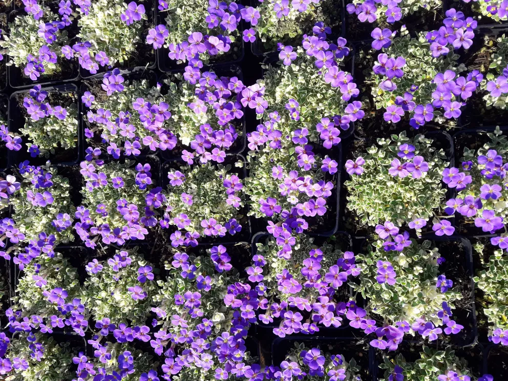 Aubrieta hybride 'Silberrand'