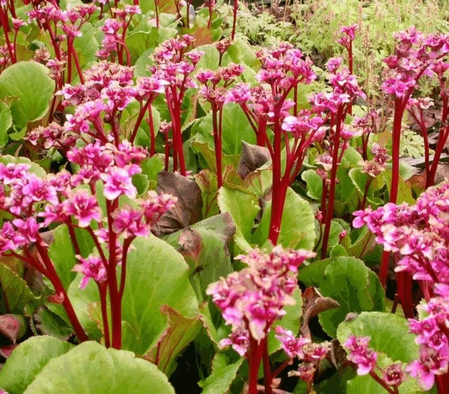 Bergenia hybride 'Abendglut'