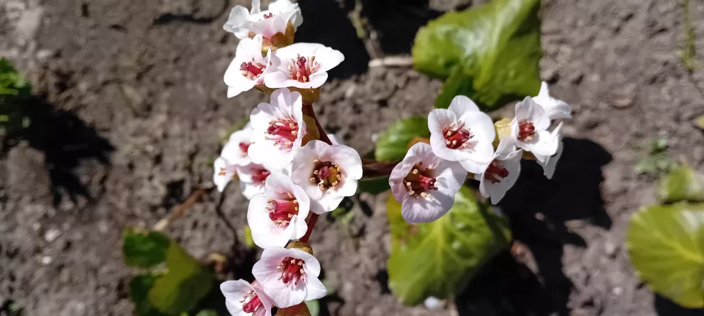 Bergenia hybride 'Jelle' ®