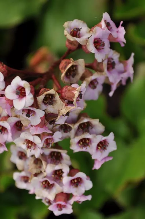 Bergenia purpurascens