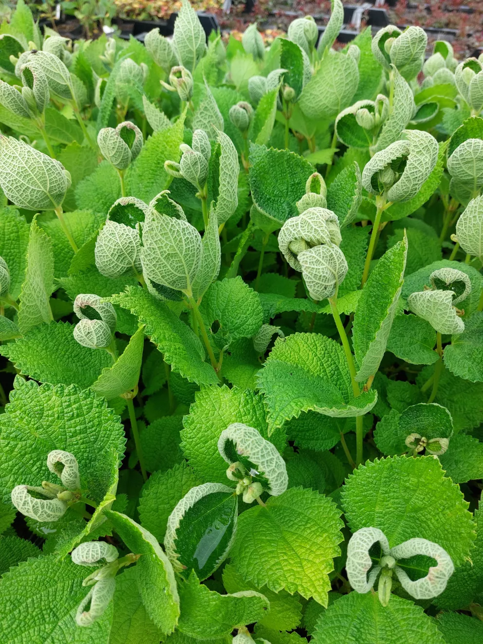 Boehmeria biloba